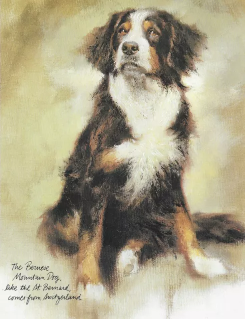 ** Bernese Mountain Dog - CUSTOM MATTED - Vintage Dog Art Print - Poortvliet