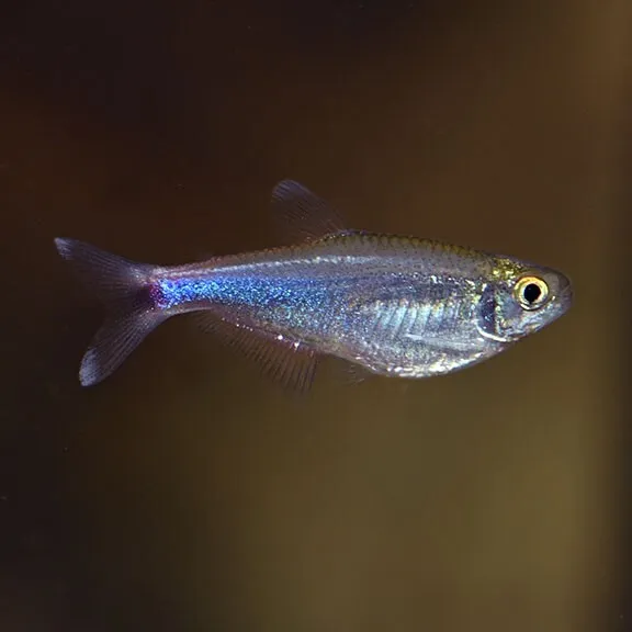 3pk Cochu's Blue Tetra Group (Boehlkea fredcochui) - 3 Live Freshwater Fish