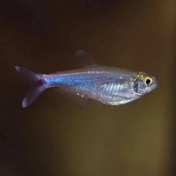3pk Cochu's Blue Tetra Group (Boehlkea fredcochui) - 3 Live Freshwater Fish