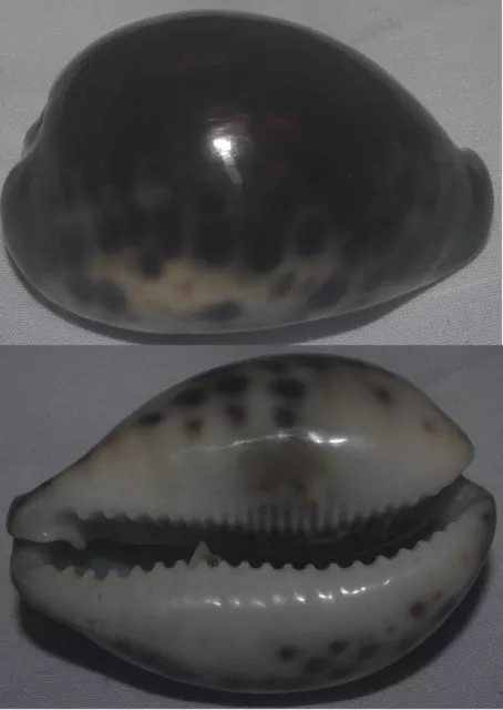 Tonyshells Seashells Cypraea tigris 80% BLACK 65.2mm Gem, superb 80% black speci