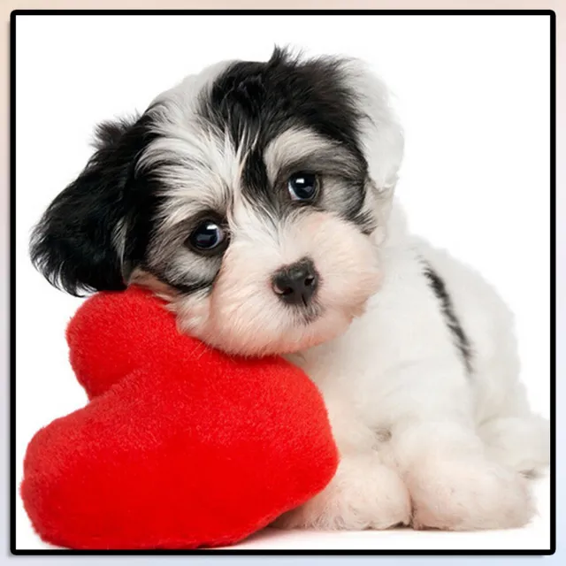fr 5D DIY Diamond Painting Cute Love Heart Dog Cross Stitch Embroidery Home Wall
