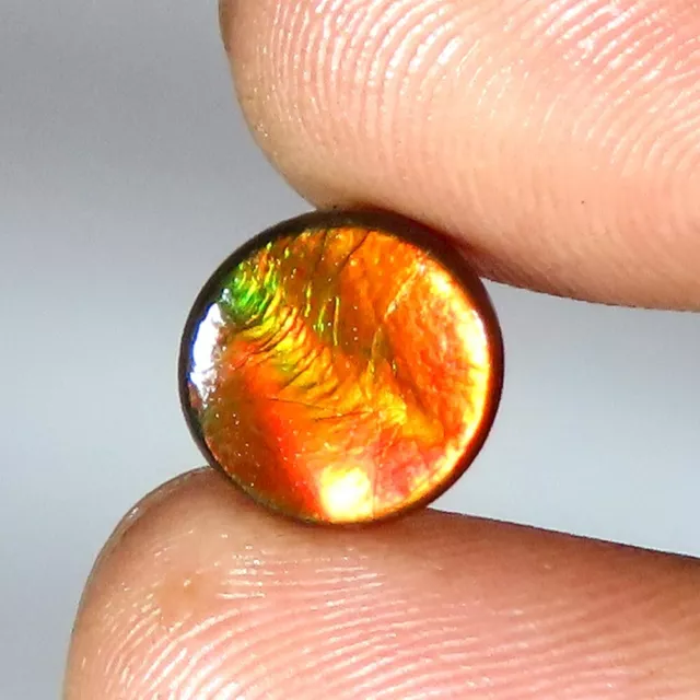 (09 X 03 MM Größe) 3.60 Cts. Natürlich Ammolith Rund Cabochon Lose Edelstein