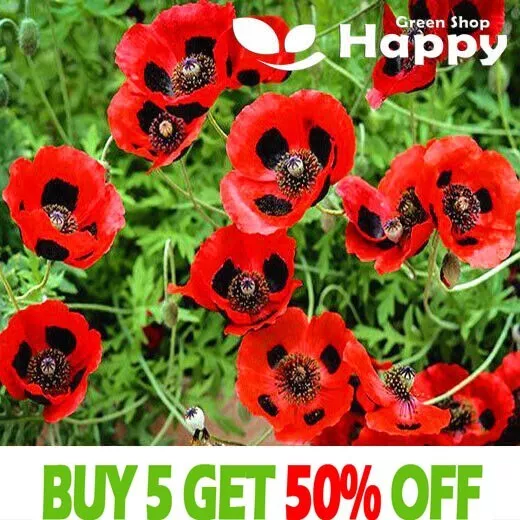 POPPY LADYBIRD - Papaver commutatum Lady Bird - 3 000 seeds - AWARDED VARIETY