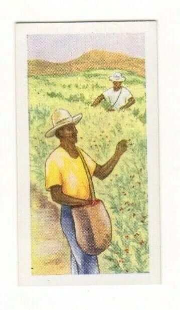 Anonymous Products of the World card. Brazil - Coffee Plantation