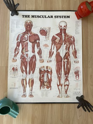 VINTAGE WALL CHART Poster Human Anatomy Muscular Skeletal System ...