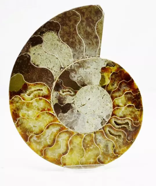 Cut Split PAIR Ammonite Deep Crystal Cavity 110myo Fossil 153mm XXL 6.1" e2970yp 2