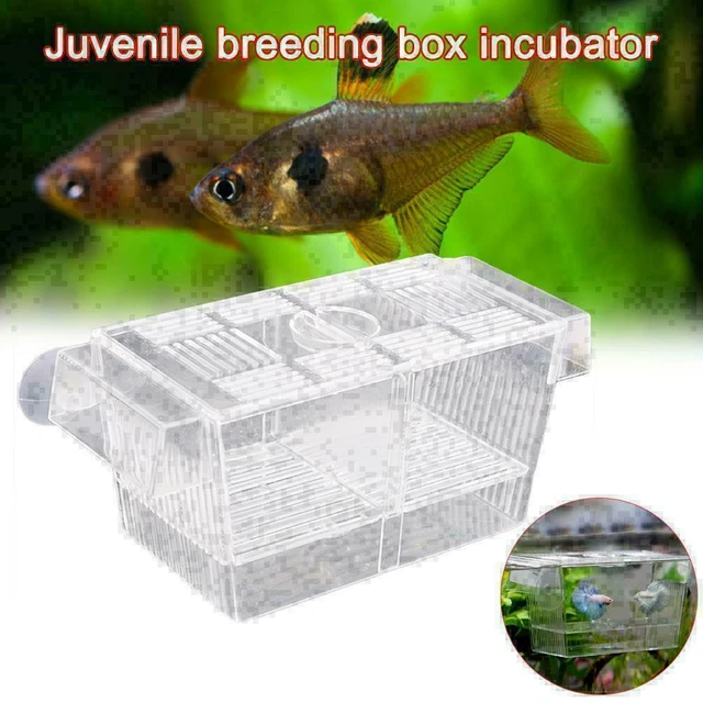 Aquarium Fish Tank Guppy Double Breeding Breeder, Der X6K0 7Y9I Clear U2G2 A9E7 8