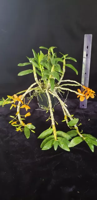 Dendrobium Stardust 'Firebird' Spiking Orchid Plant