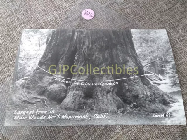 PBQK Train or Station Postcard Railroad RR LARGEST TREE IN MUIR WOODS CALIF