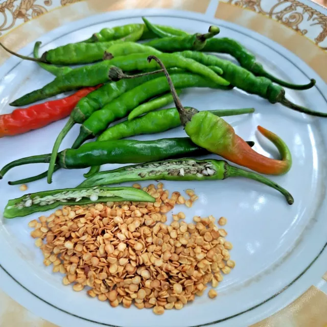 1000+ Ceylon Green finger CHILLI SEEDS For Germination 100% Natural Organic