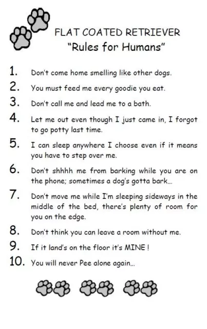 Flat Coated Retriever "Rules for Humans" - CUSTOM MATTED - Dog Art Print : GIFT