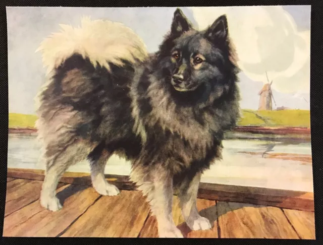 1934 Colour Dog Print / Bookplate - KEESHOND, Painting by Nina Scott-Langley