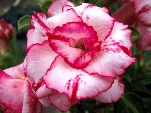 5 graines d'Adenium Obesum LADY GAGA - Rose du désert