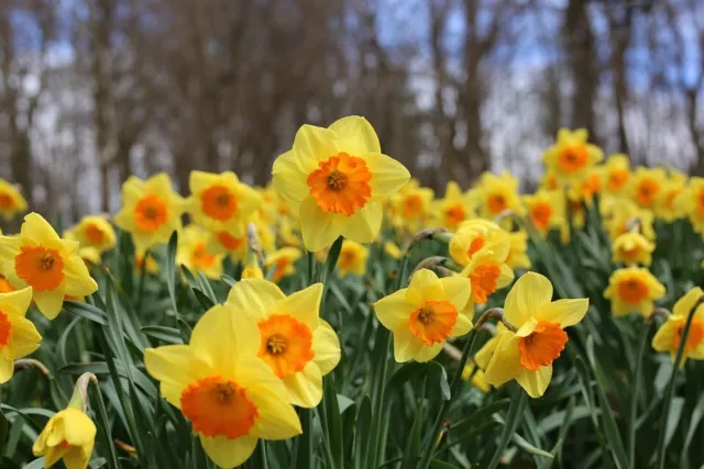 DAFFODIL BULBS 'Mixed' FLOWER GARDEN good for pots SPRING FLOWERING easy plant