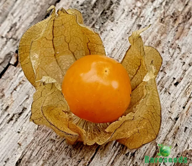 Semillas de grosella del Cabo, baya andina, Physalis peruviana (edulis), ácido dulce 2