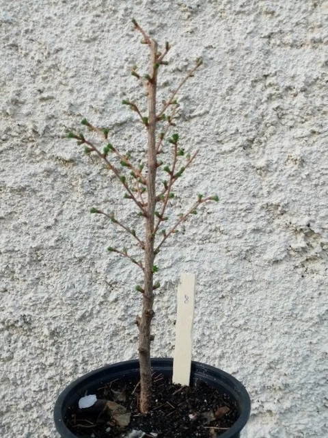 Bonsai - Pré bonsai mélèze du Japon 7