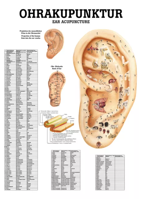 Ohrakupunktur von Rüdiger Anatomie