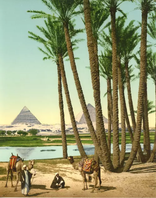 Caire, Palmiers, bédouins et pyramides.  PZ vintage photochromie, Egypte photo