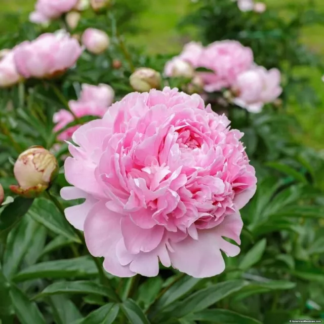 1 Double Peony "Sarah Bernhardt" 2-3 Eye(Pack of 1 Lg Root)Perennial, Zones: 3-9