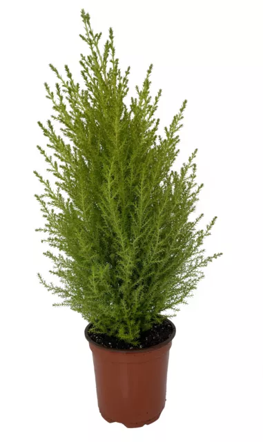 Lemon Scented Goldcrest Cypress Tree - Indoors/Out - 4.5" Pot