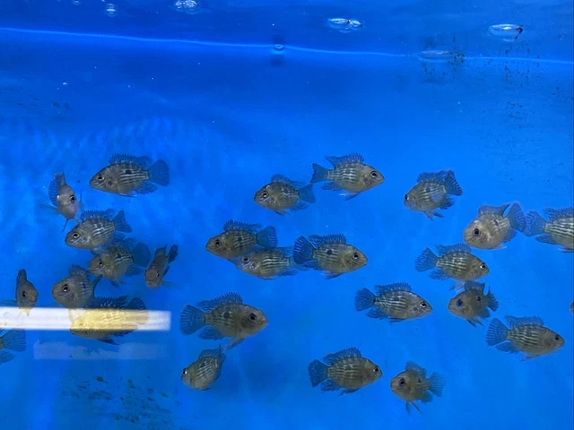 3 Roundbody green terror fish Around 1”