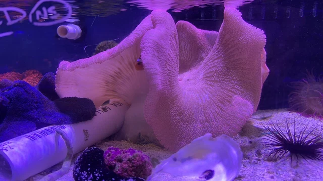 Xxxl Show Size Pink Carpet Anemone Fully Qt Live Fish And Coral