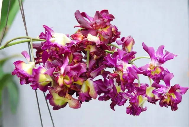 Dendrobium orchid - D. Betty Rose