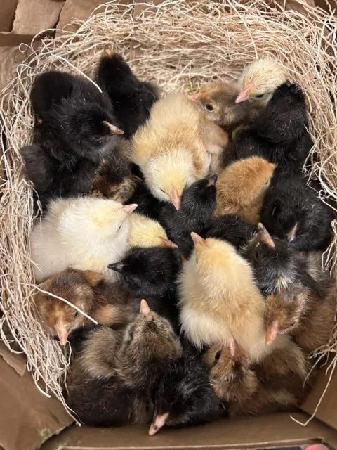 18 Fertile Chicken Hatching Eggs Barnyard Mix Fresh *RARE BREED* Possible!