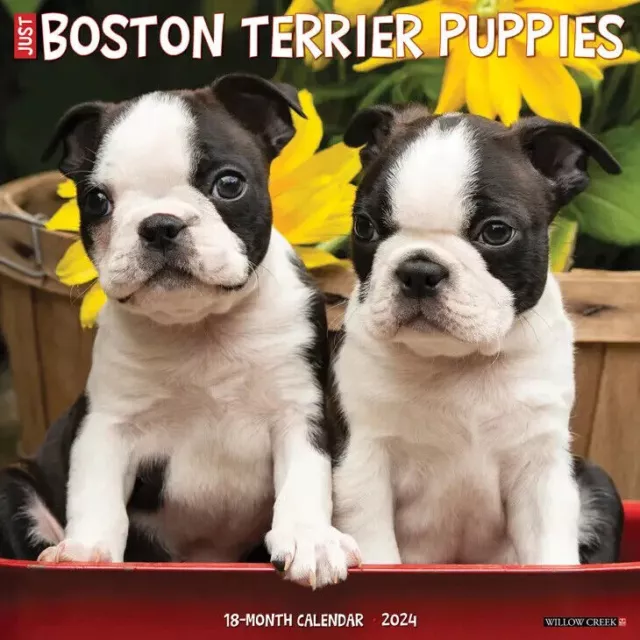 Willow Creek Just Boston Terrier Puppies 2024 12 x 12 Wall Calendar w