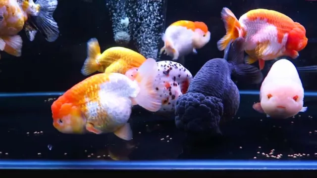 LIVE  Goldfish Ranchu goldfish 4 Inch