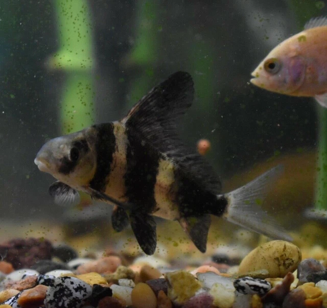 Live Hi-Fin Banded Shrk (3-3.5" Rare Algae Eater Sucker Fish) *PLS READ DESCR* 5