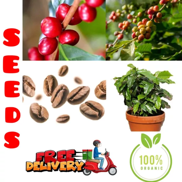 Ceylon Coffee Seeds Bean Tree Arabica Plant Coffea Indoor Rare Exotic Tropical