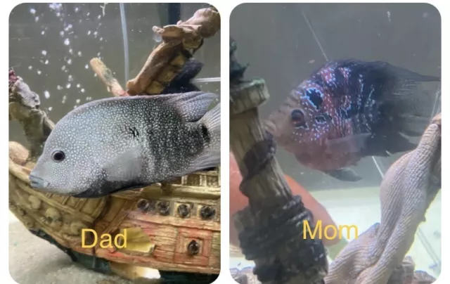 FLOWERHORN CICHLID 1” Bonsai Flowerhorn F Mixed With Regular Texas Cichlid M