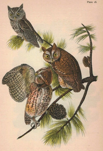 1890 Victorian Chromolithograph Print Plate #18 Screech Owl 2P1-7