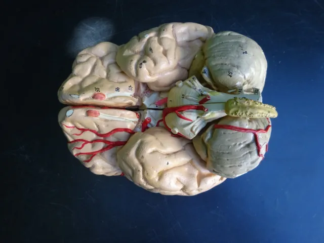 Altes Modell Gehirn zerlegbar Lehrmittel