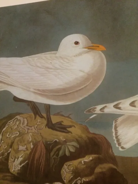 Ivory Gull Sea Gull Bird Print Picture Poster Audubon.  196