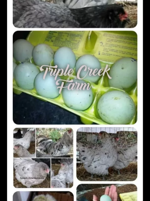 6+ Quality- True Splash Ameraucauna/Blue hatching Eggs.