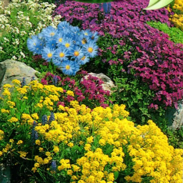 Steingarten Blumen Stauden Samen Beete Balkon Pflanzen Mischung 1-2-mehrjährig 2