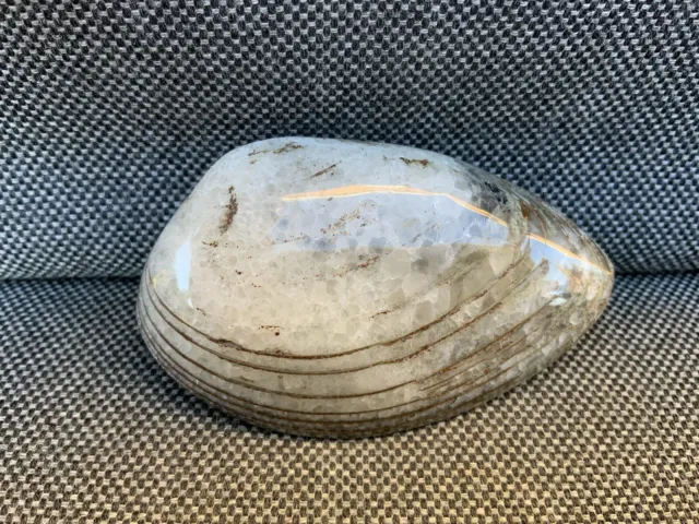Rare 3D Polished Fossil Bivalve Scunthorpe, Cardinia Sp 200 Million Years Old !