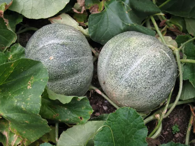 10 graines MELON ANCIEN PETIT GRIS DE RENNES (Cucumis melo)N63 ROCKMELON SEEDS