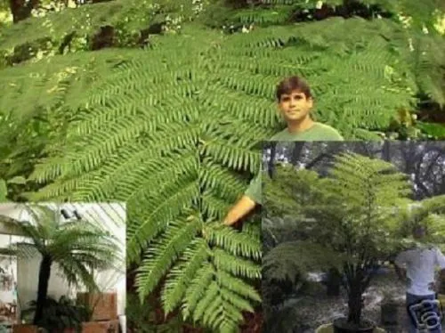 Schwarzer Baumfarn Pflanze größte Farnblätter der Welt immergrün schnellwüchsig