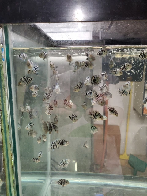 Polar Blue Parrot cichlids, 10 pack, 1/2" to 3/4" in size,  free shipping