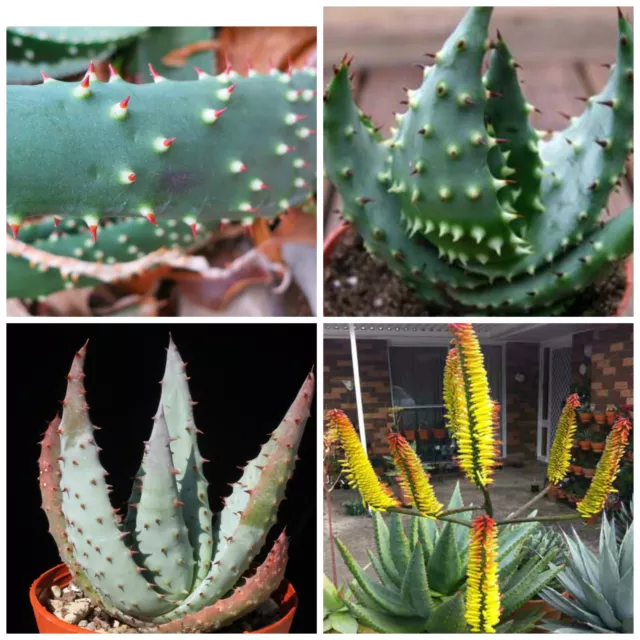 50 graines Aloe aculeata, plantes grasses, cactus,seed succulents F