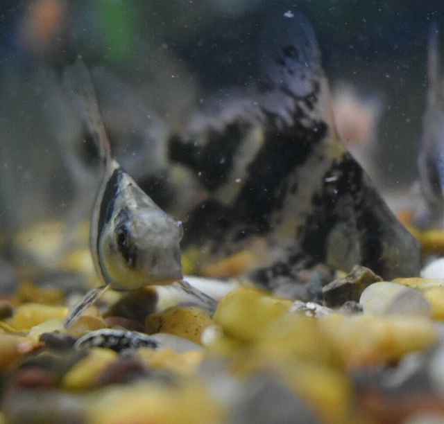 Live Hi-Fin Banded Shrk (3-3.5" Rare Algae Eater Sucker Fish) *PLS READ DESCR* 7