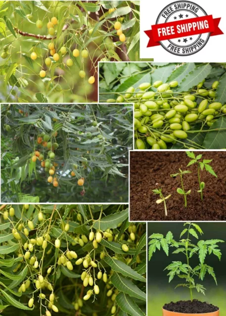 Neem Tree Seeds Herbal Nimtree Indian Lilac Margosa Azadirachta indica Seeds