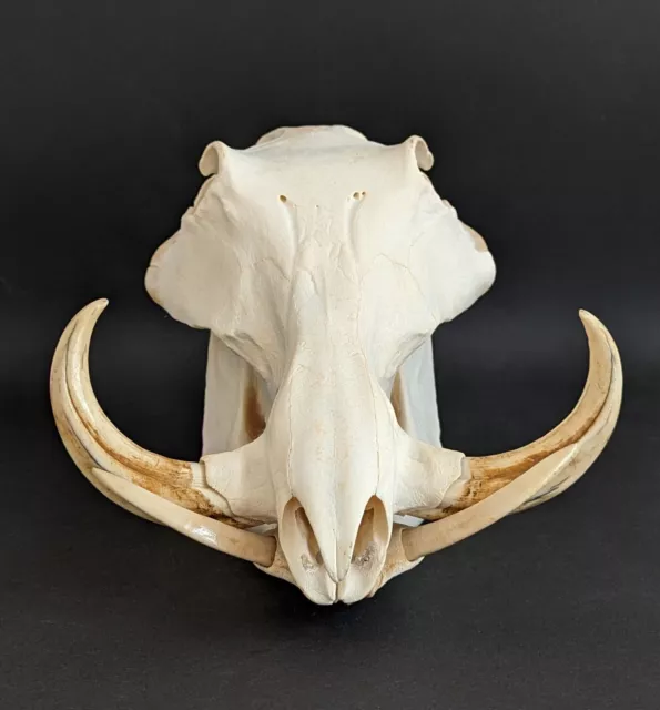 Warzenschwein echter Schädel warthog skull echtes Präparat aus Südafrika 2064-4