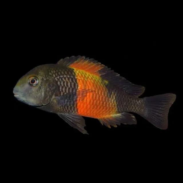 Orange I Blunthead Cichlid | Tropheus Moorii «Orange I» | Lake Tanganyika