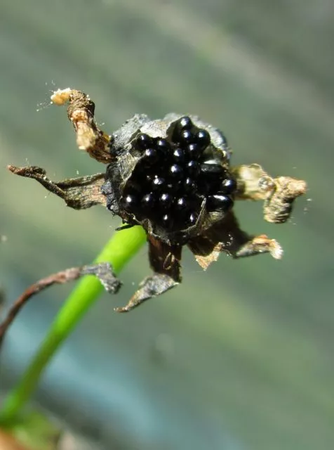 15  Samen Dionaea muscipula Mix Venusfliegenfalle frische Samen 2023, Karnivoren 3