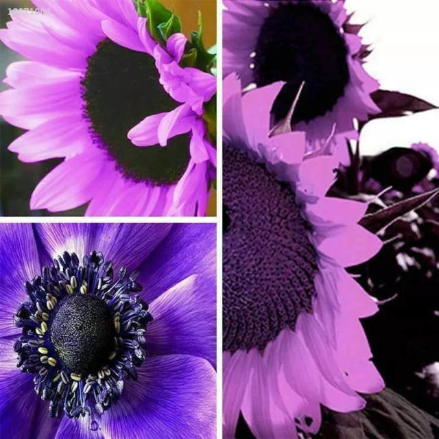 20pcs Purple GIANT SUNFLOWER -HELIANTHUS ANNUUS-20 FLOWER SEEDS-LARGE PACK (LT20