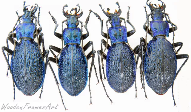 Carabidae, Carabus (Chaetocarabus) intricatus  4 pcs, Transcarpathian